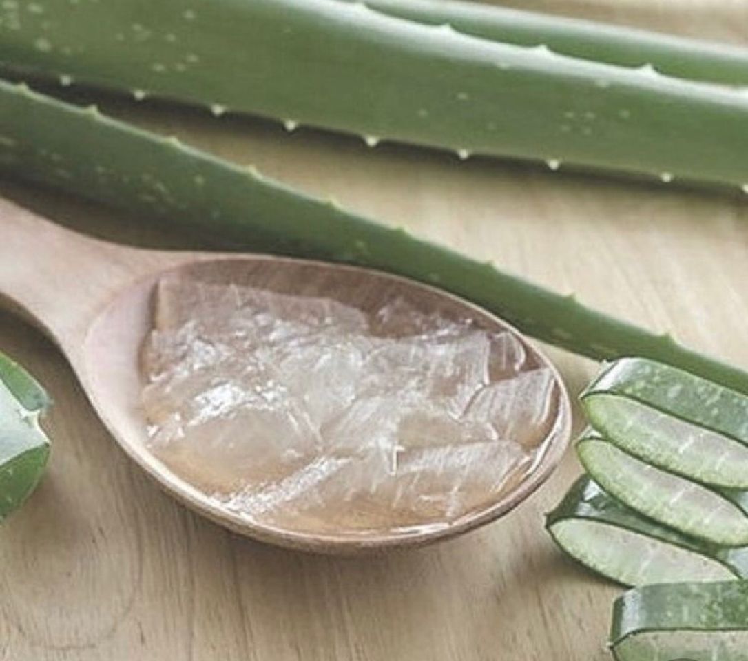 Social Aloe Vera Natural Planta en Maceta Pequeña muy Resistente Sábila Aloe Barbadensis