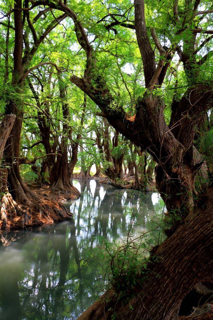 Place Lago de Camécuaro