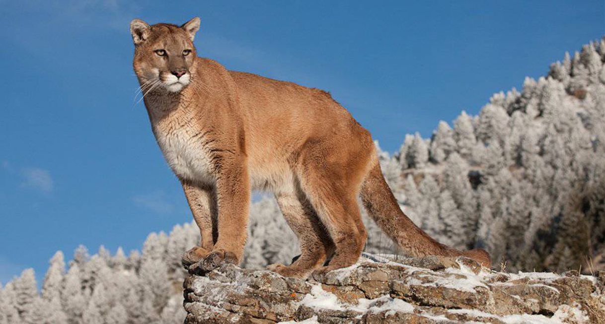 Social Puma