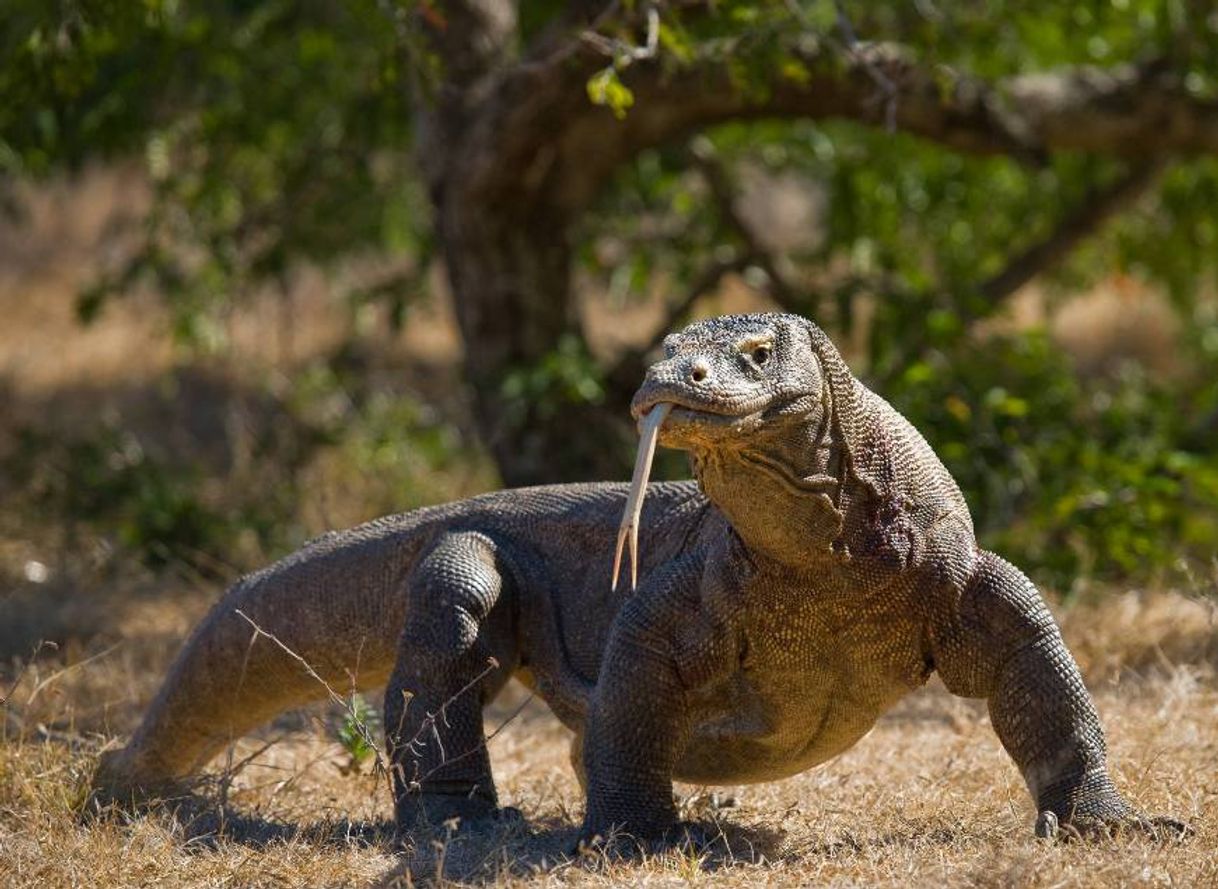 Fashion Dragón de Komodo