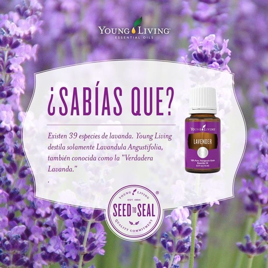 Productos Aceite esencial de Lavanda 