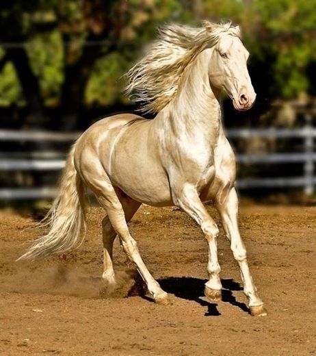 El caballo más hermoso 