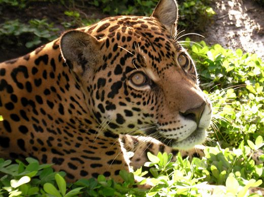 zoorefugio tarqui