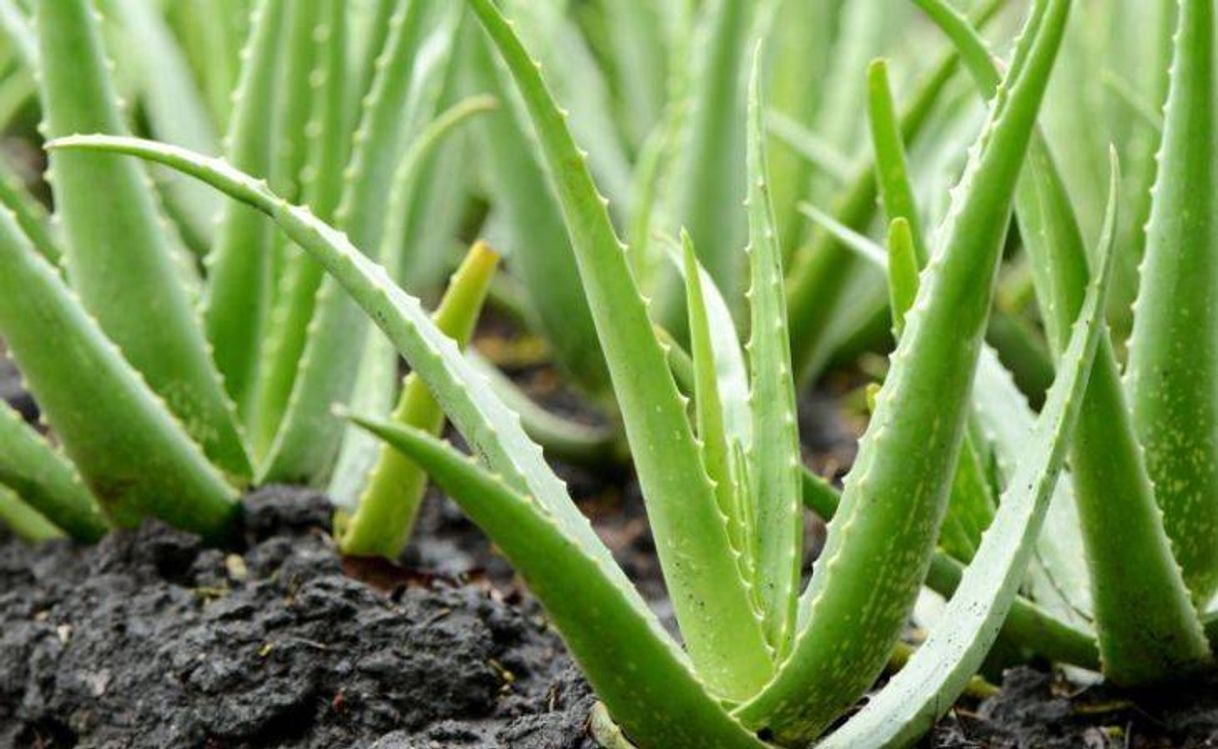 Fashion Aloe Vera