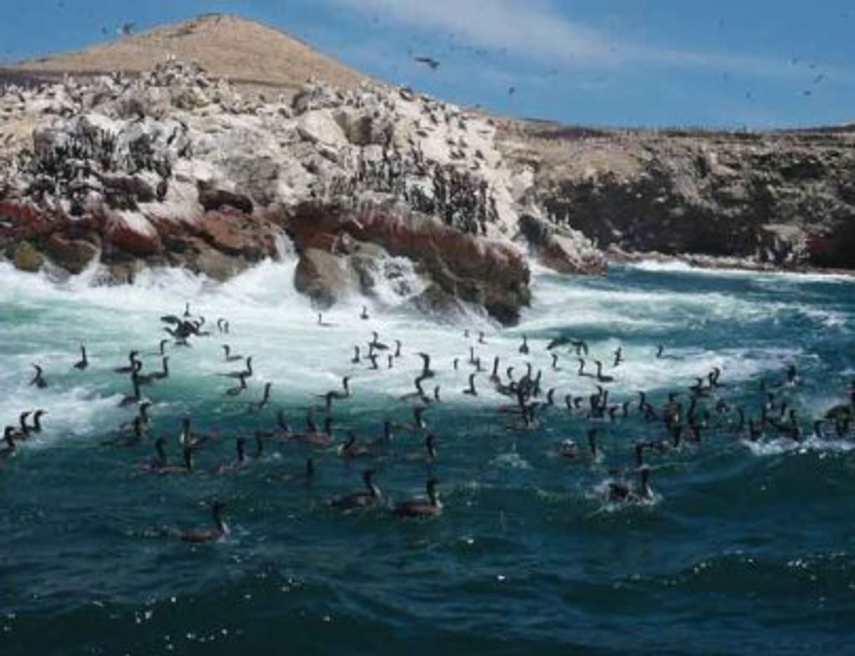 Lugar Islas Ballestas