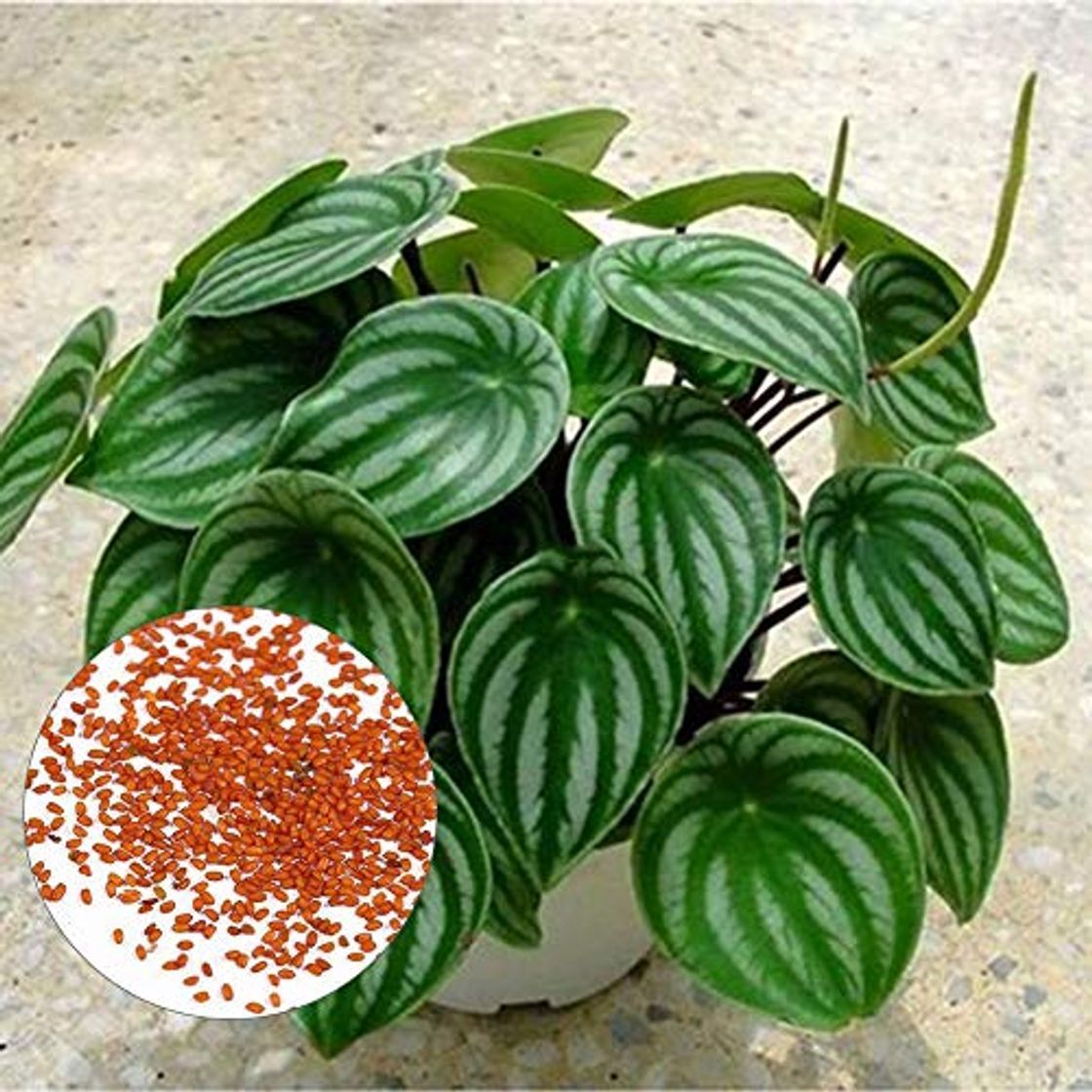 Product lamta1k 50Pcs Rare Sandía Peperomia Planta Ornamental Calidad y Alta tasa de