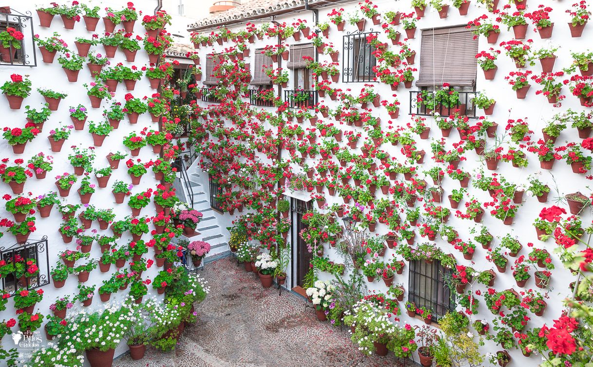 Lugar Patios de Córdoba, Calle Martin de Roa, 9