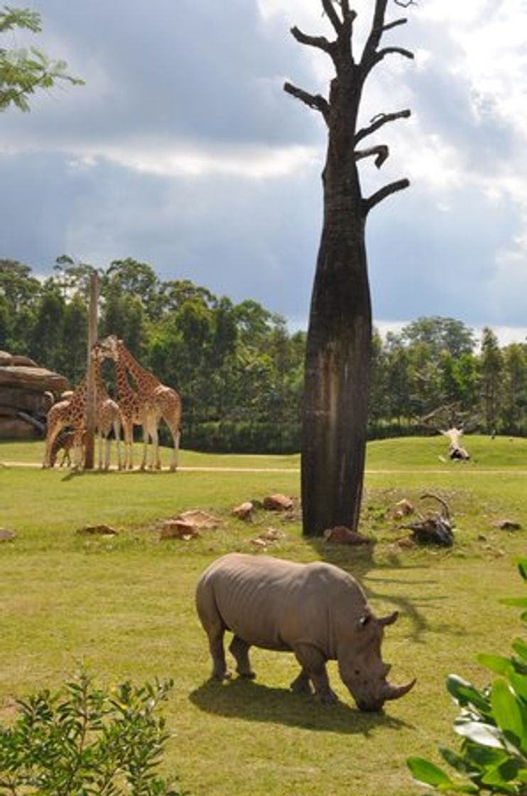 Place Australia Zoo