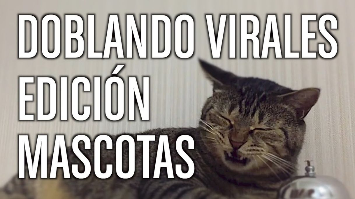 Moda Doblando Virales 15 - Edición Mascotas - YouTube