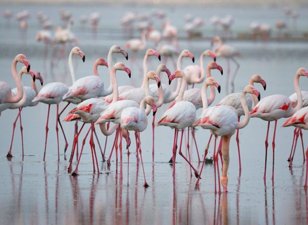 Lugares Playa Paseo Flamingos