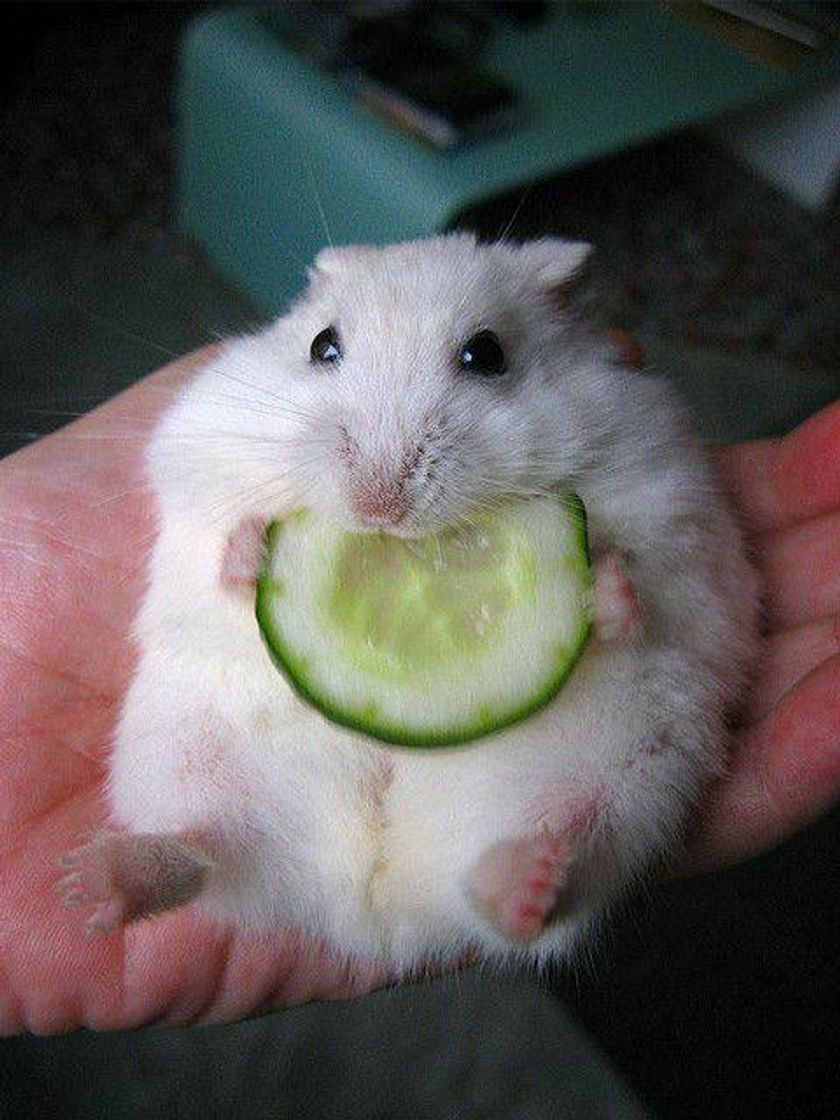 Social food, cucumber🐹🥒