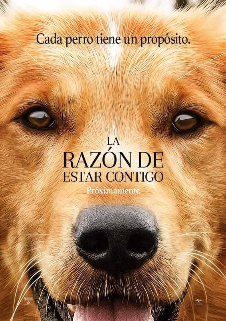 Movie La Razón De Estar contigo 