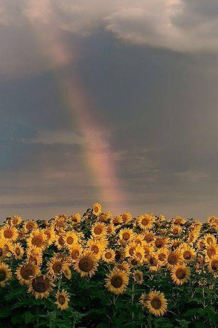 Social 🌻𝑭𝒍𝒐𝒓𝒆𝒔 🌻