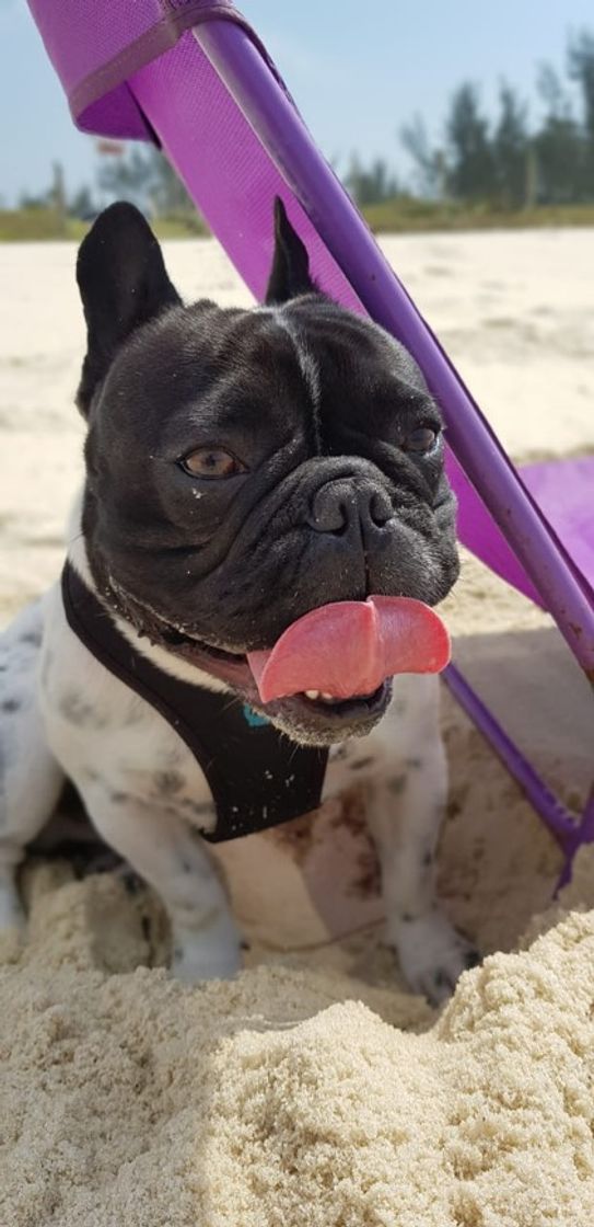 Moda Buldogue francês 🐾 