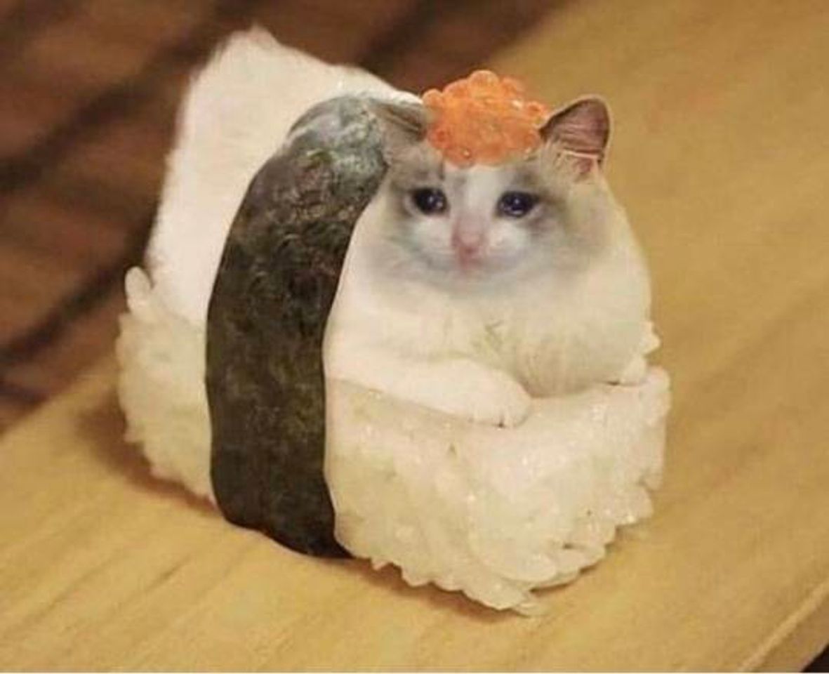 Fashion Gato sushi