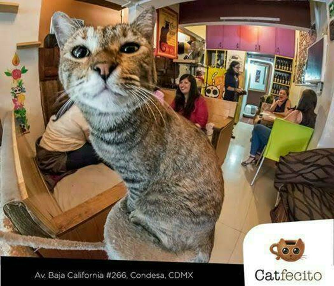 Restaurantes Catfecito