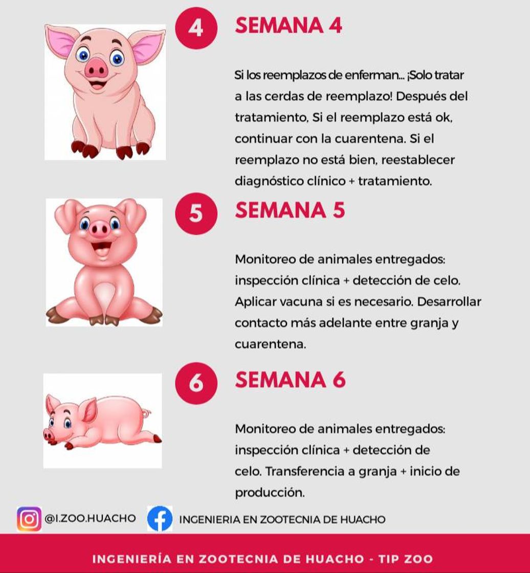 Fashion ¿Sabías que los animales también pueden estar en cuarentena?