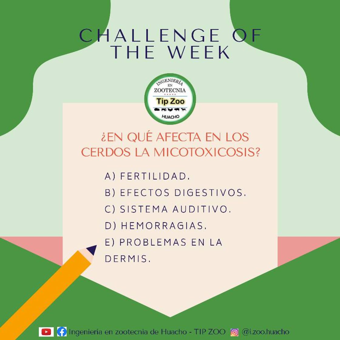 Moda  ¿En qué afecta en los cerdos la micotoxicosis? 