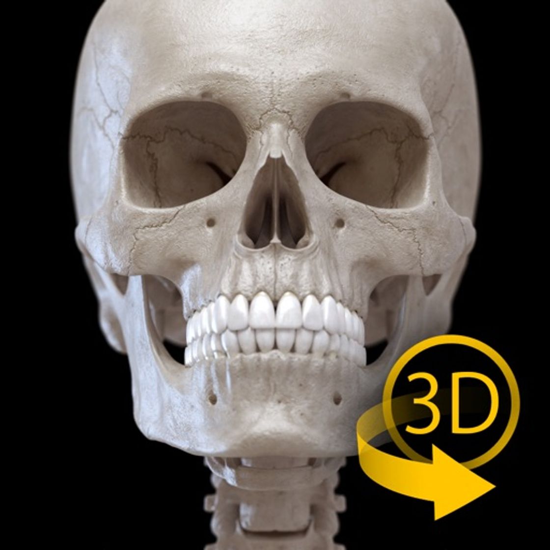 App Skeleton 3D Anatomy