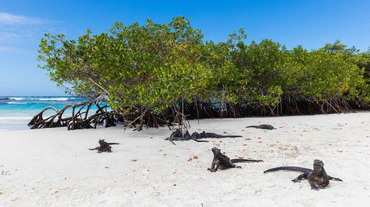 Bahía Tortuga