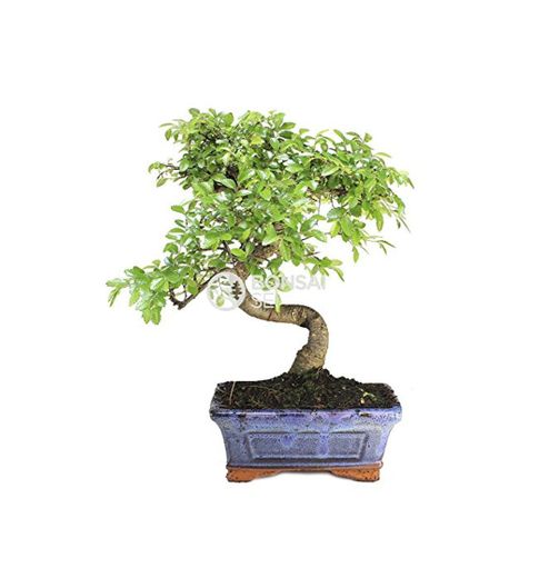 Bonsai - Olmo chino, 6 Años