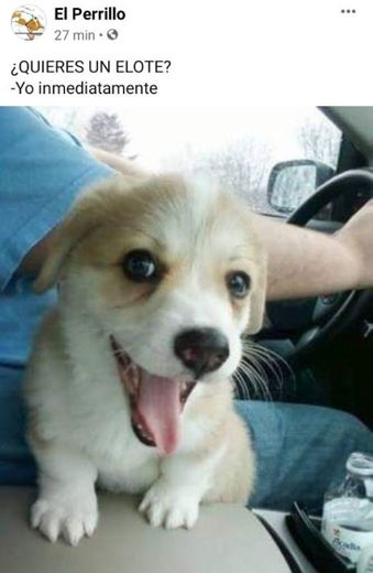 Mi cara cuando me ofrecen comida 🐶😂