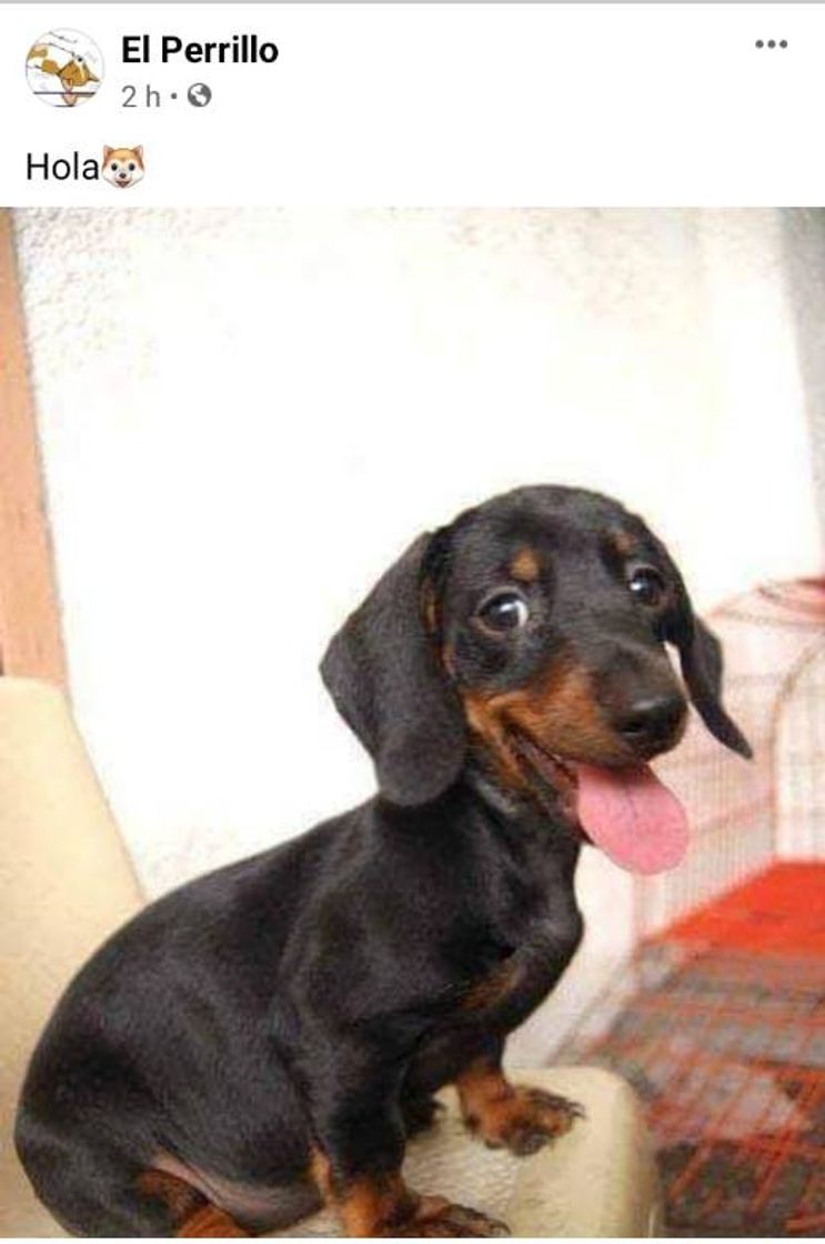 Social Mi cara cuando veo algo que me gusta🐶🔥