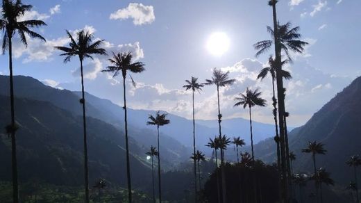 Valle Del Cocora