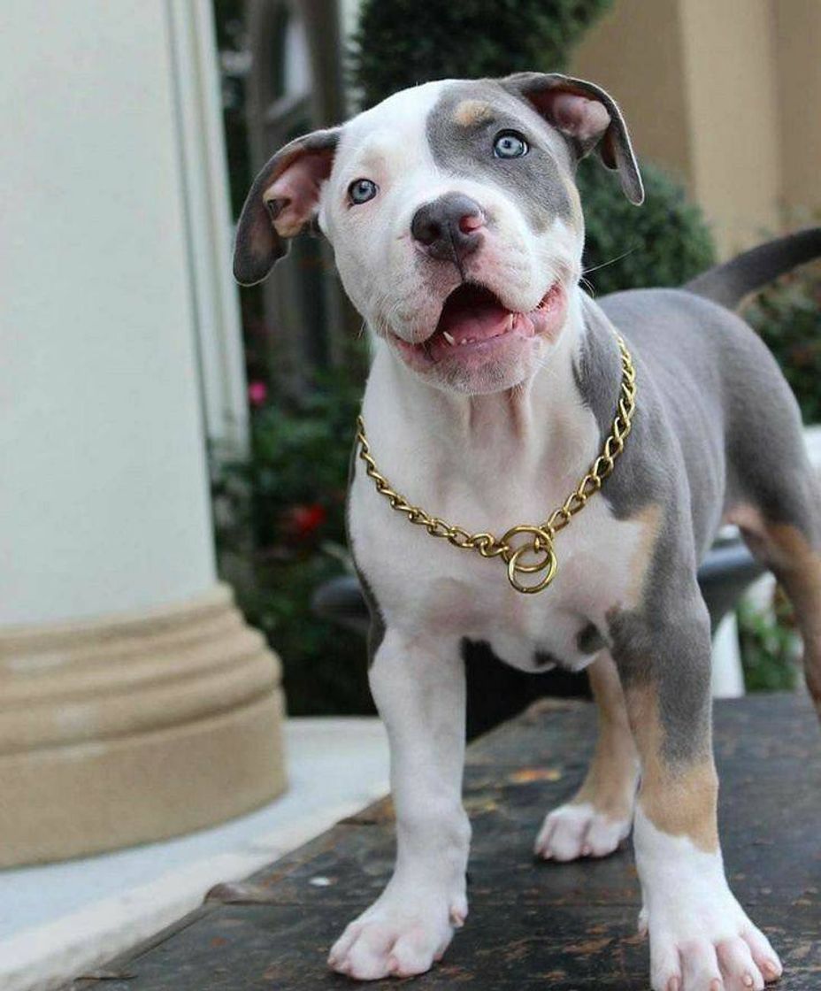 Fashion Pitbull 