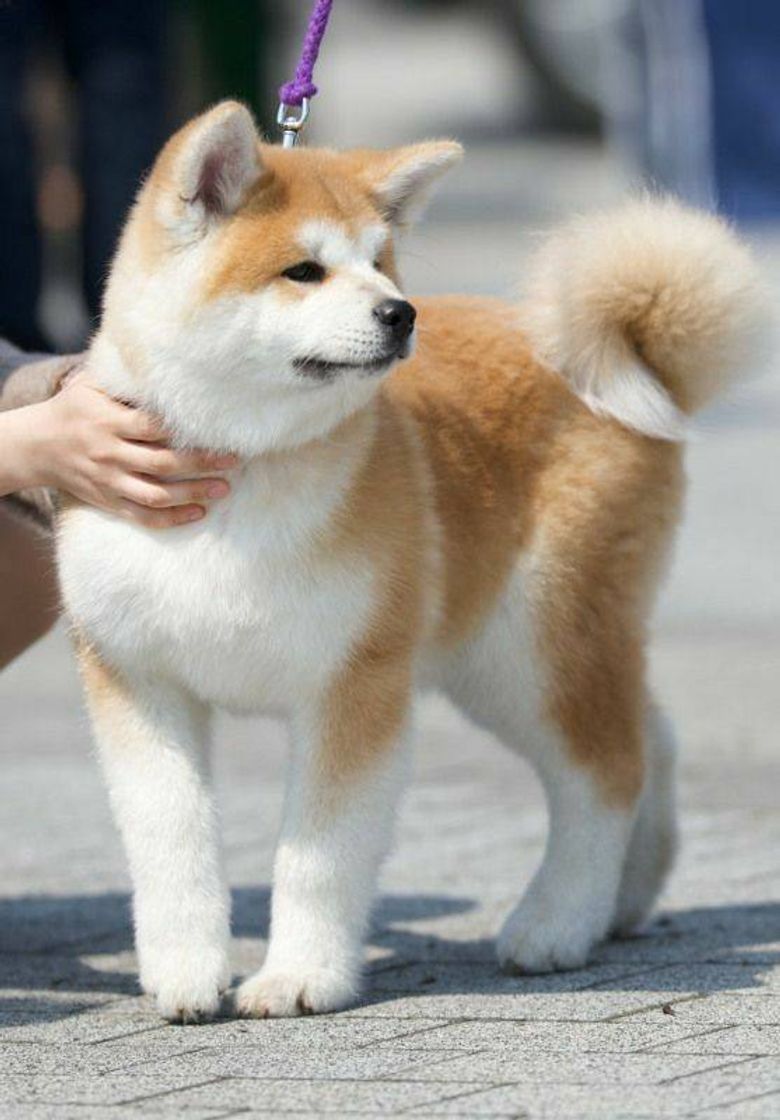 Fashion Akita inu