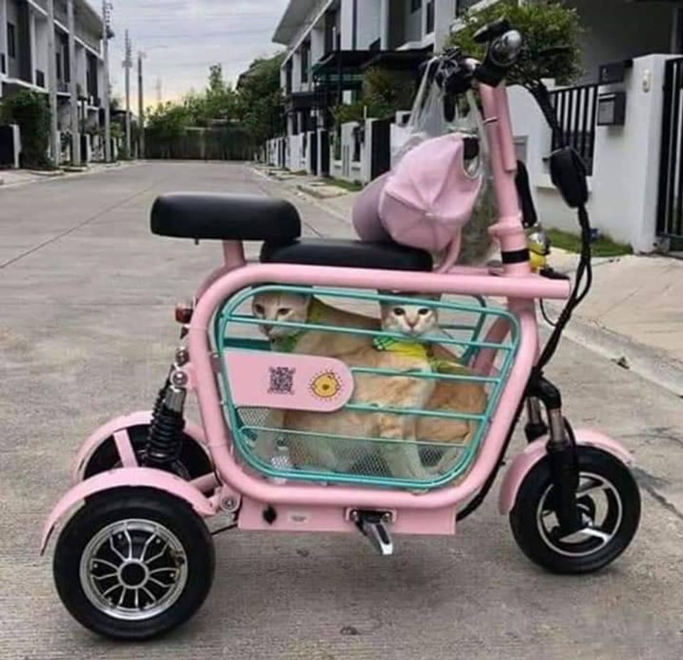 Social Bicicleta idea para pasear a tus mascotas