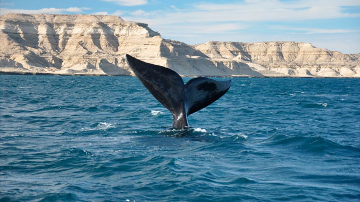 Lugar Peninsula Valdes