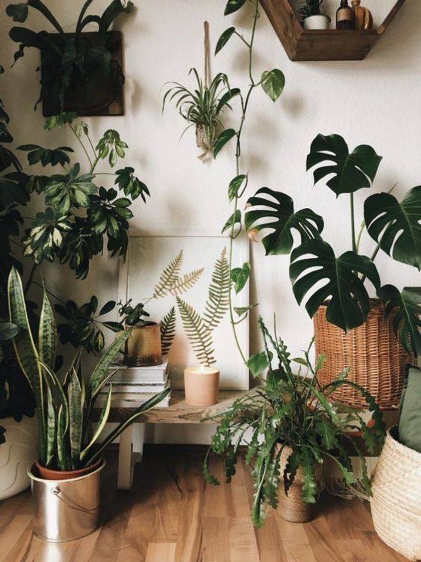 Moda Decorações com plantas. 🌿