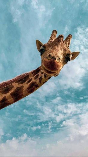 Wallpaper de girafa