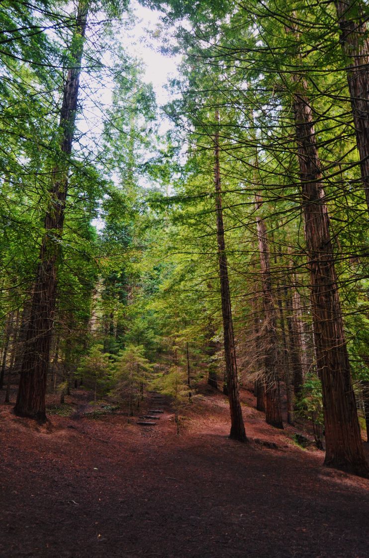 Lugar Bosque De Secuoyas
