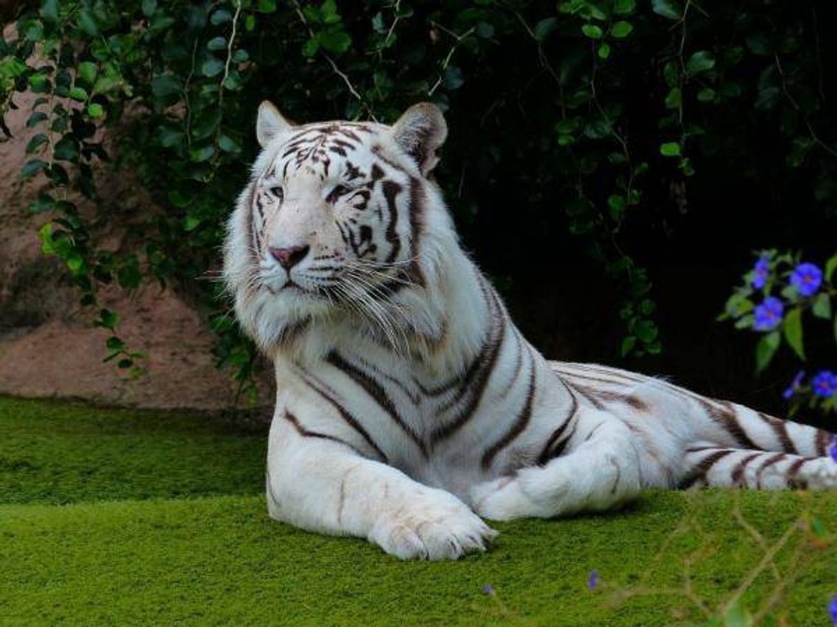 Fashion Tigre de bengala branco 