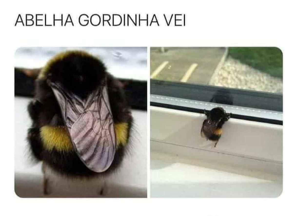 Moda Ooowwnt fofinha 