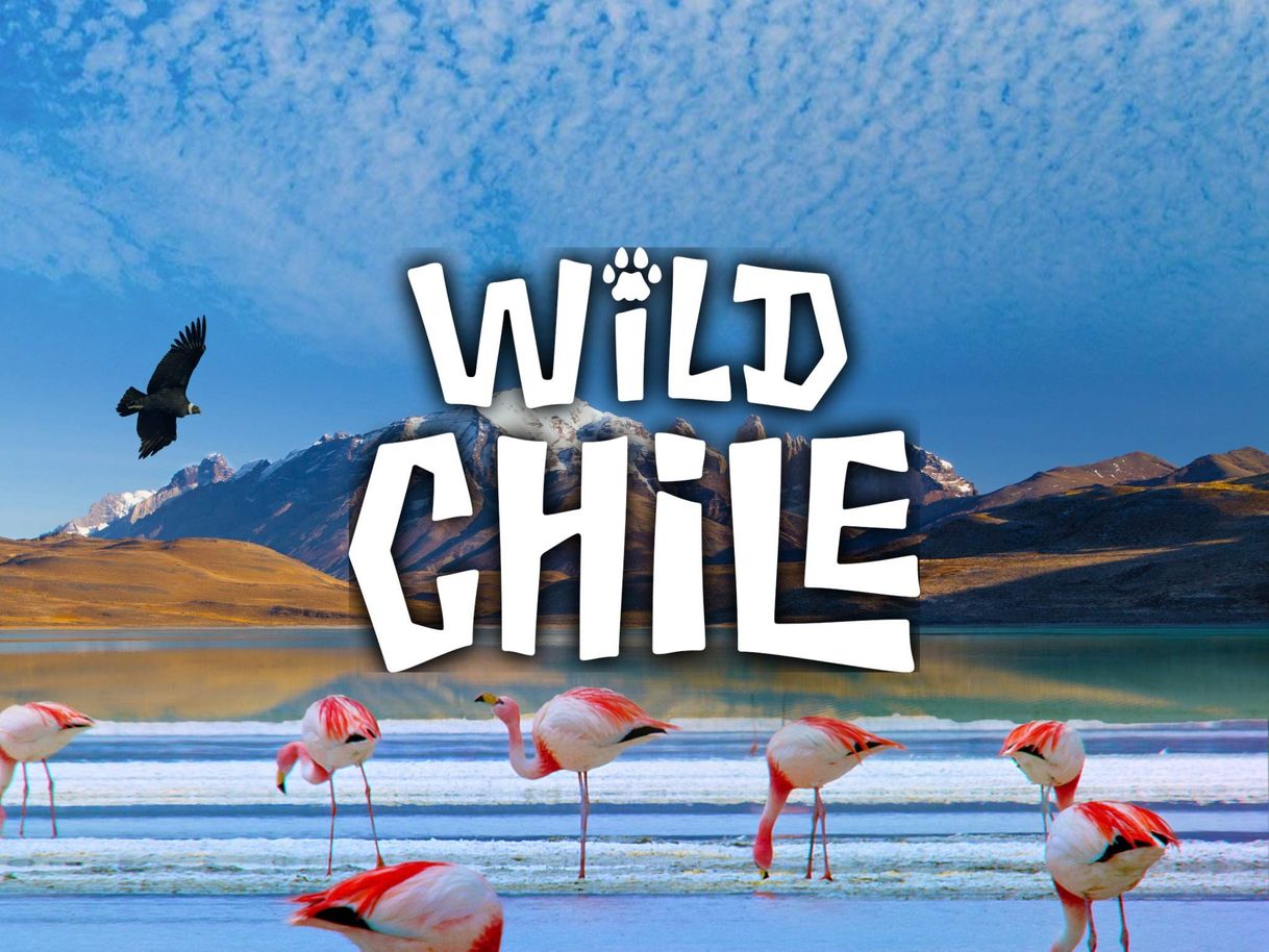 Moda Wild Chile