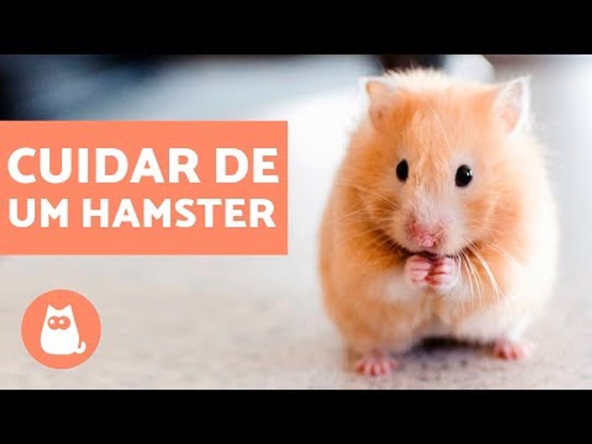 Fashion Cuidados para un hámster 🐹❤️