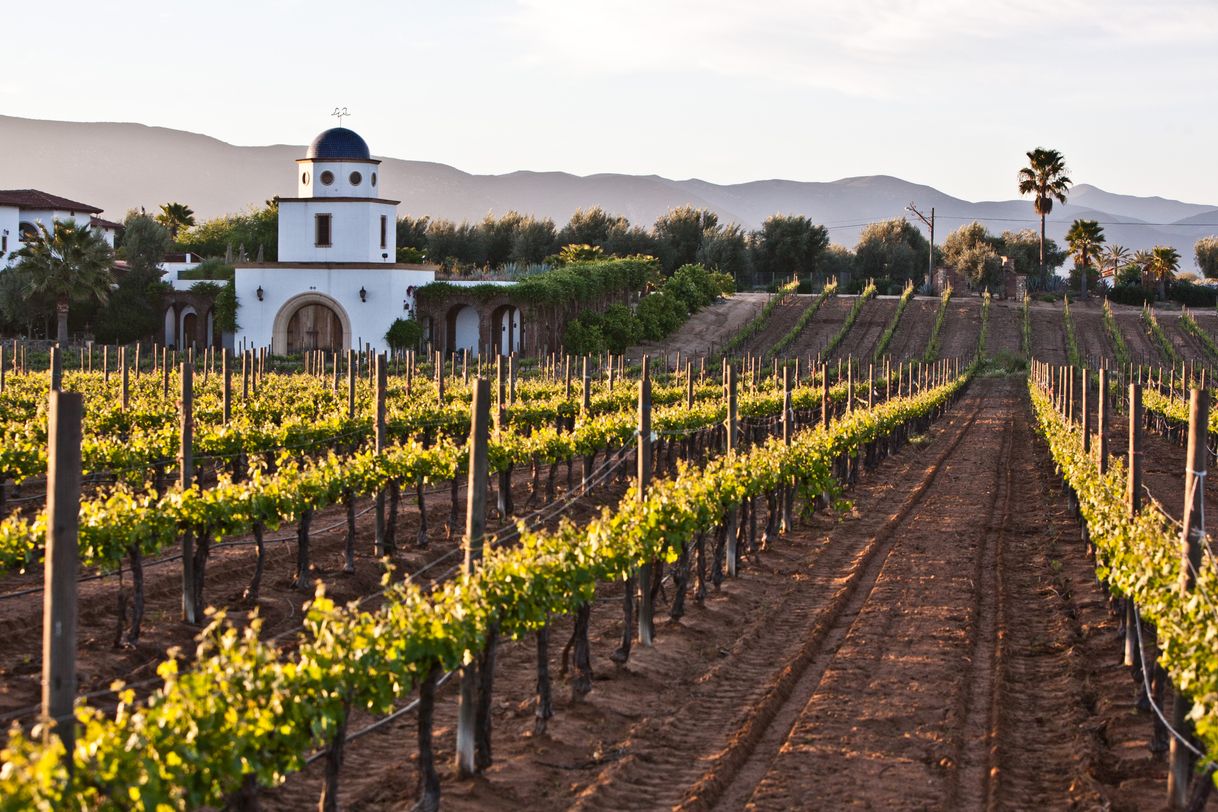 Lugar La Ruta del Vino