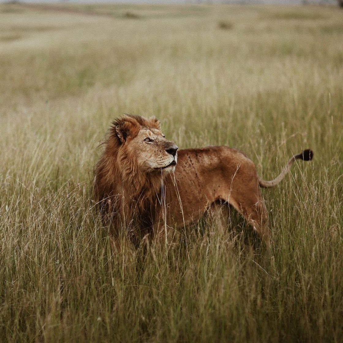 Place Masai Mara Kenya