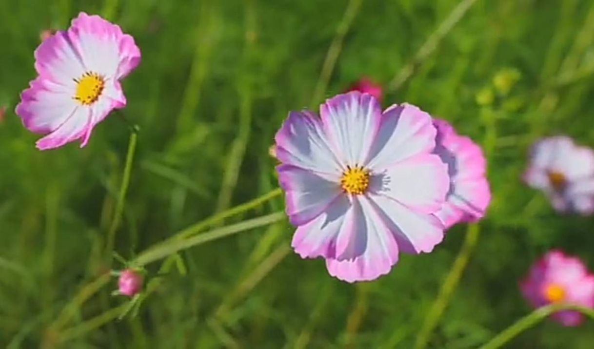 Moda Relax, hermosas flores, tranquilidad