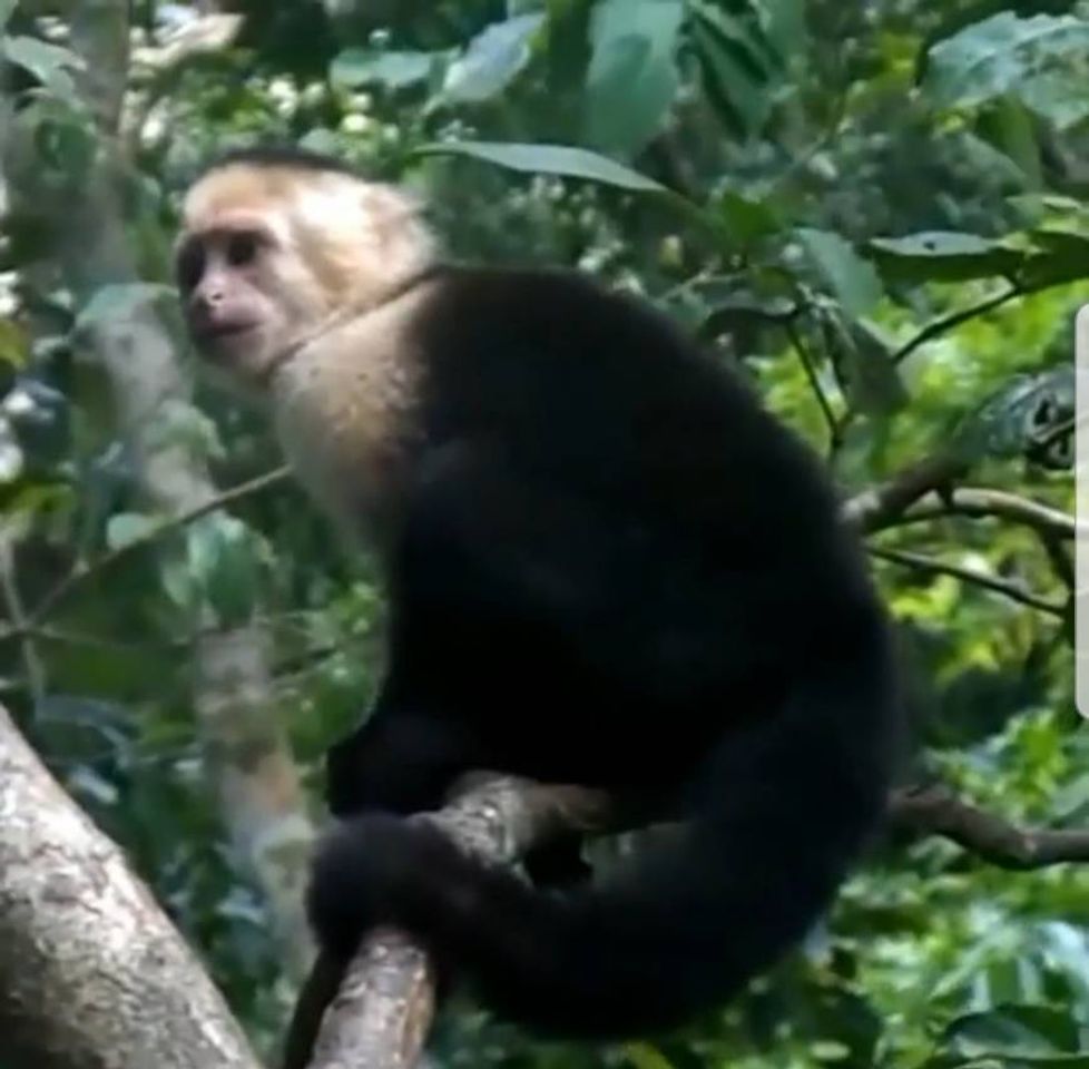 Place Manuel Antonio