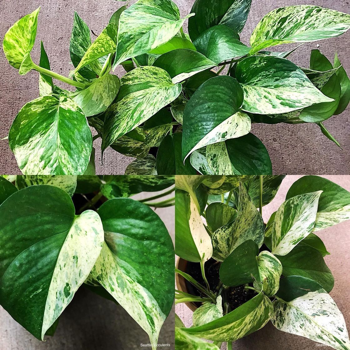 Product Pothos Variegata