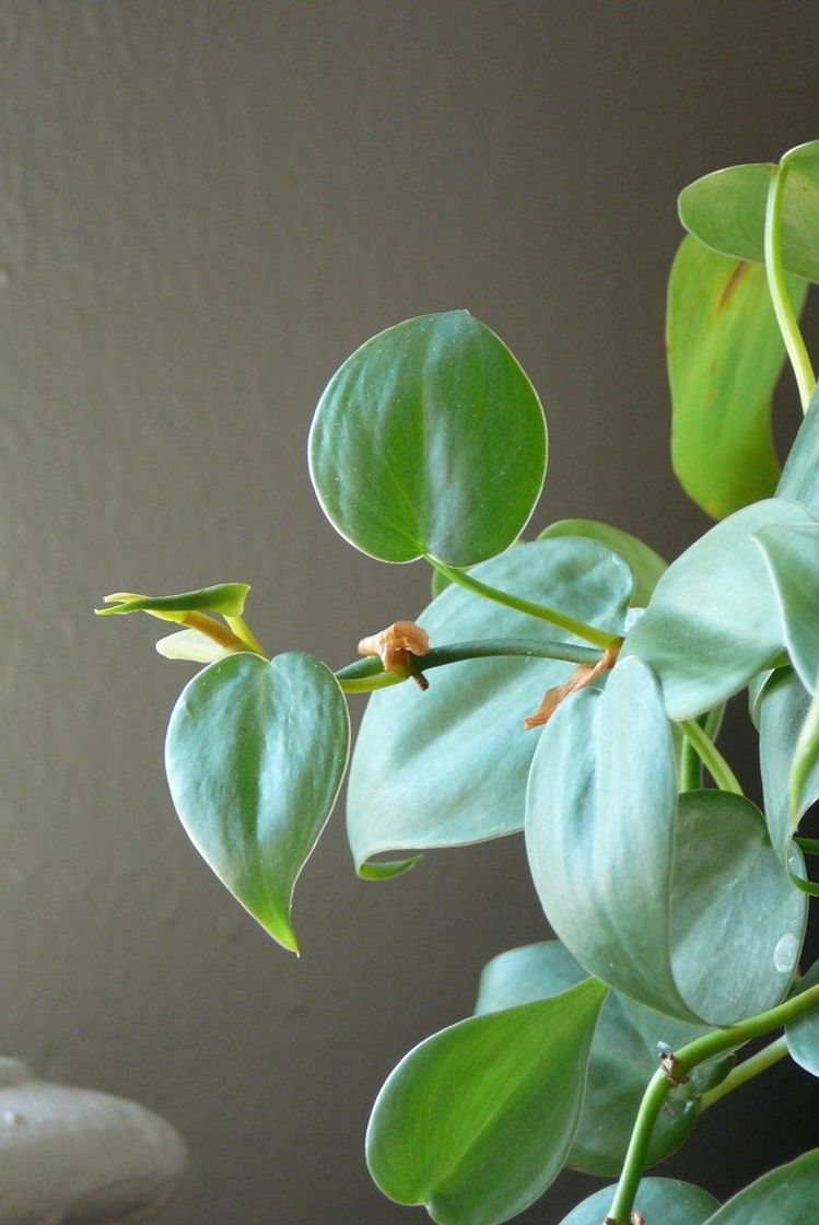 Product Philodendron