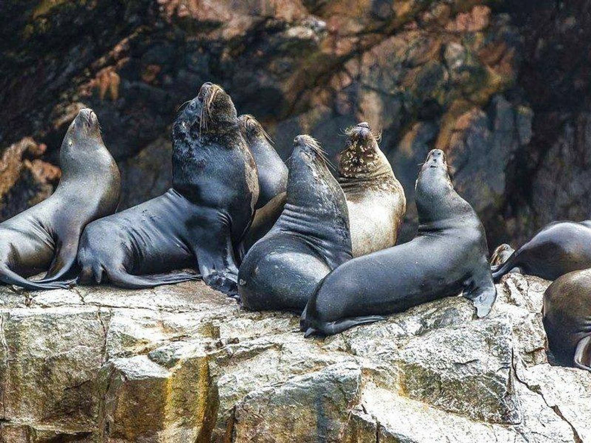 Lugar Islas Ballestas