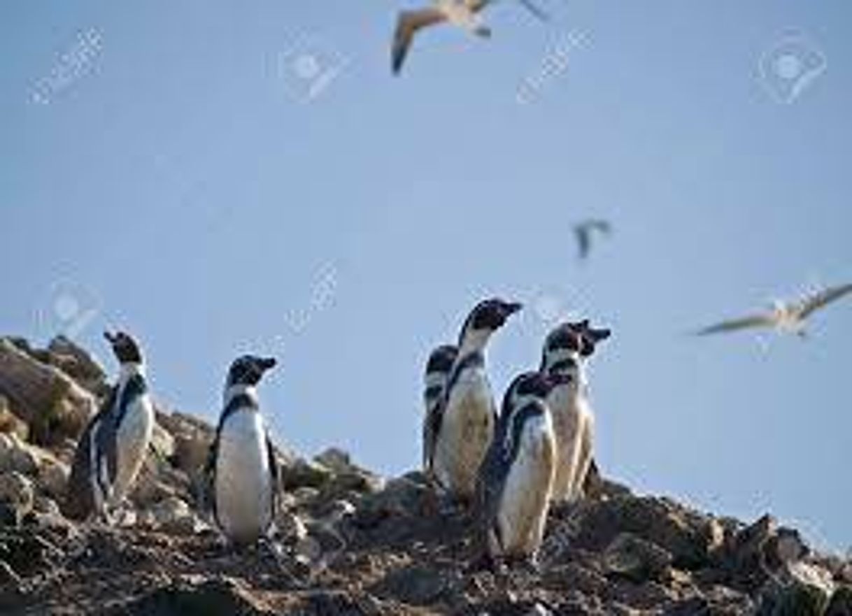 Lugar Islas Ballestas