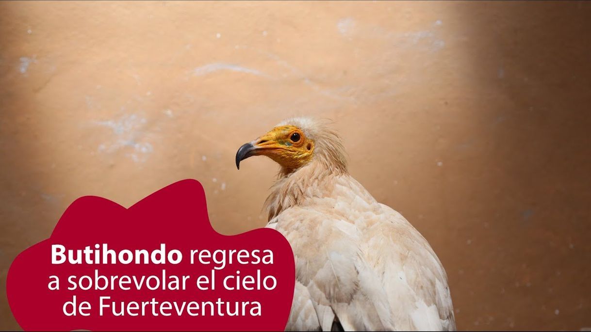 Social Butihondo regresa a sobrevolar el cielo de Fuerteventura - YouTube