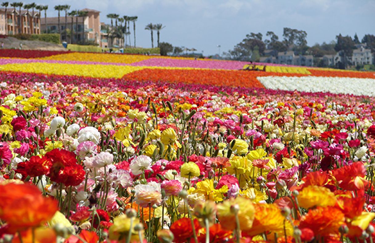 Place The Flower Fields