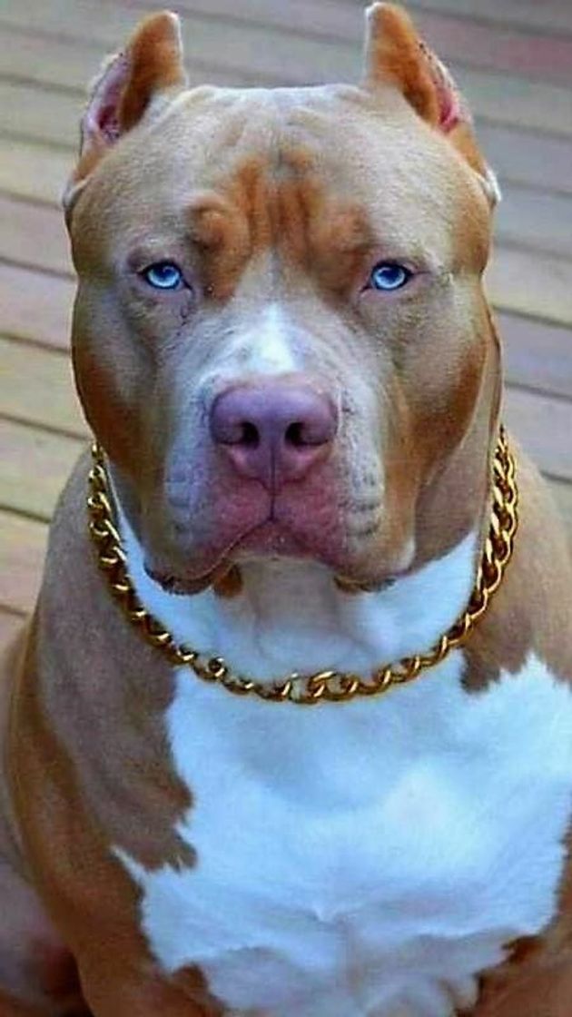 Fashion Pittbull🐾🐾